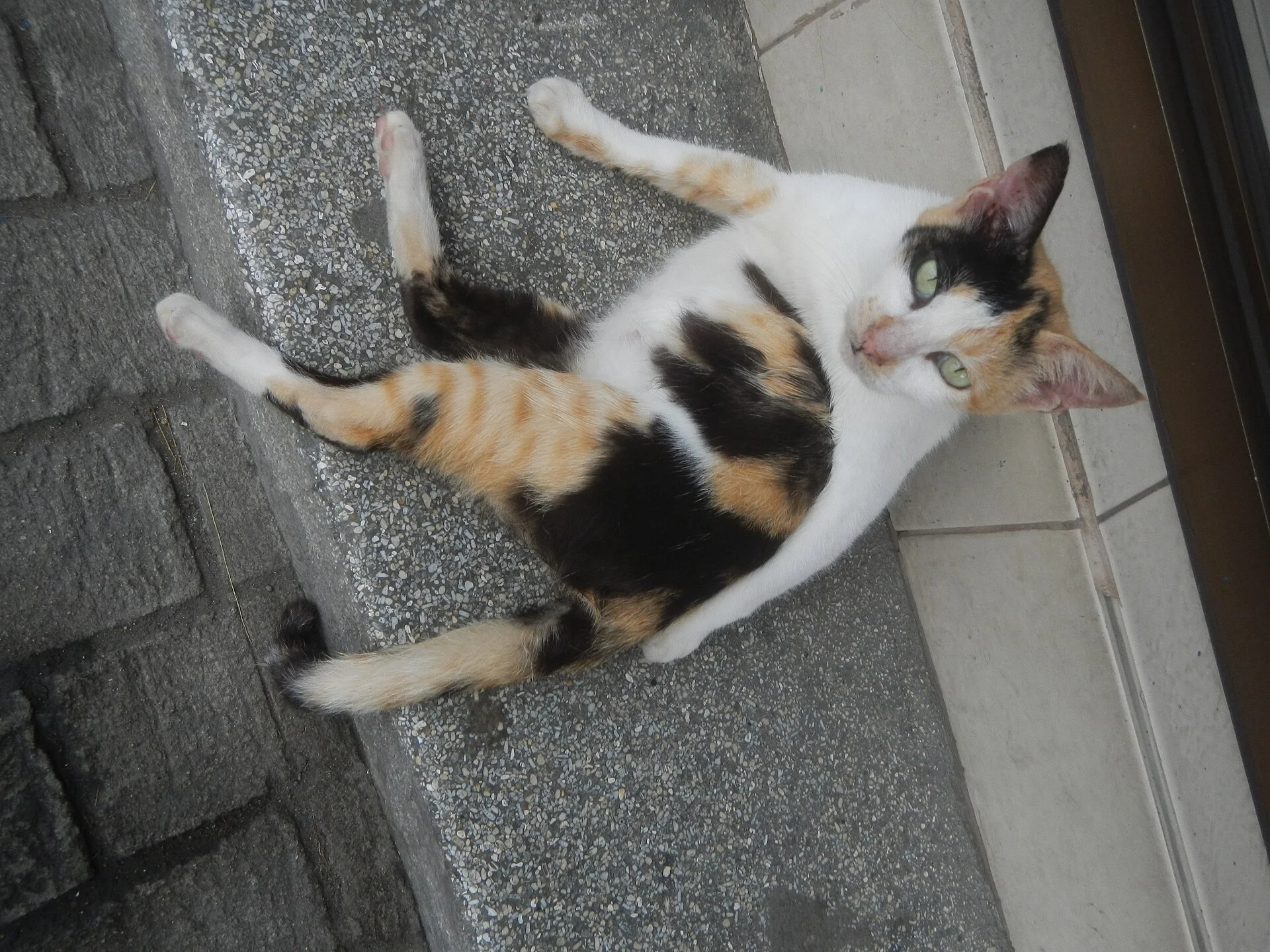 Poblacion, Baliuag, Bulacan Effects of Tropical Storm Linfa - Tropical Storm Nangka (2020) - Habagat - Overcast in Baliu, ein Katze-Foto auf Pictures of Cat