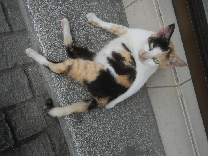 Calico cat stretched out on a stone step · Cat photo — Pictures of Cat