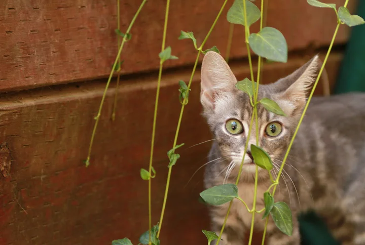 Tabby peering through thin green vines · Cat photo — Pictures of Cat