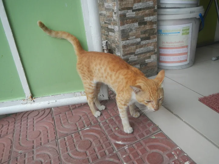 Orange and white cat beside a tiled doorway · Cat photo — Pictures of Cat