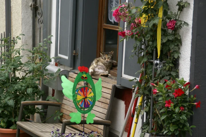 A tabby cat beside an open window and a rooster decoration · Cat photo — Pictures of Cat