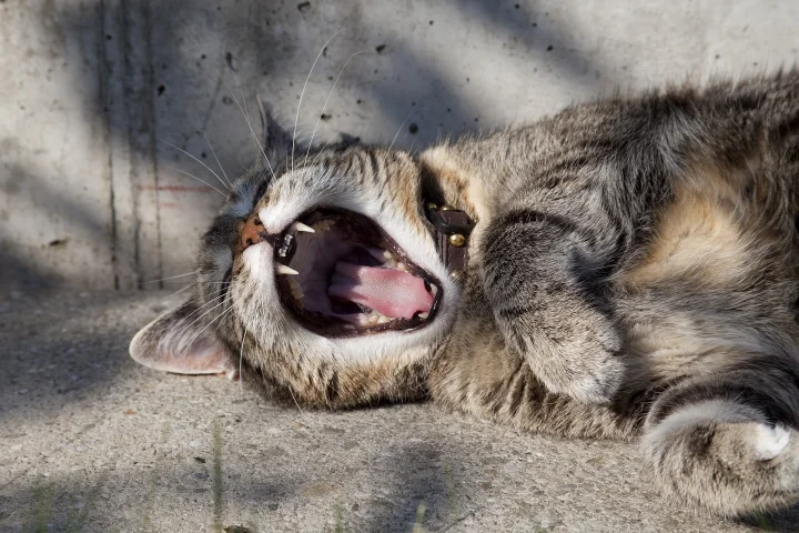 A tabby cat lying on concrete with its mouth wide open · Cat photo — Pictures of Cat