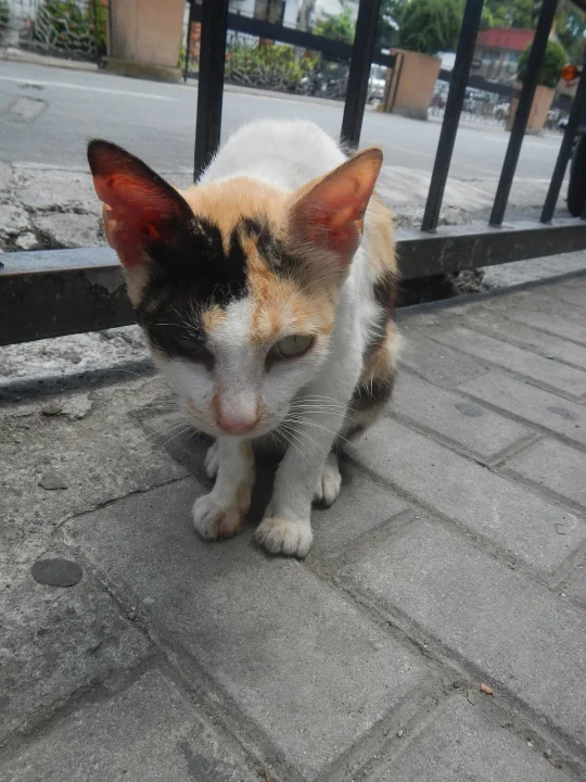 Calico cat sitting by a black metal gate · Cat photo — Pictures of Cat