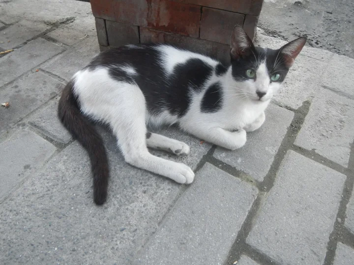 Black and white cat lying on stone paving · Cat photo — Pictures of Cat