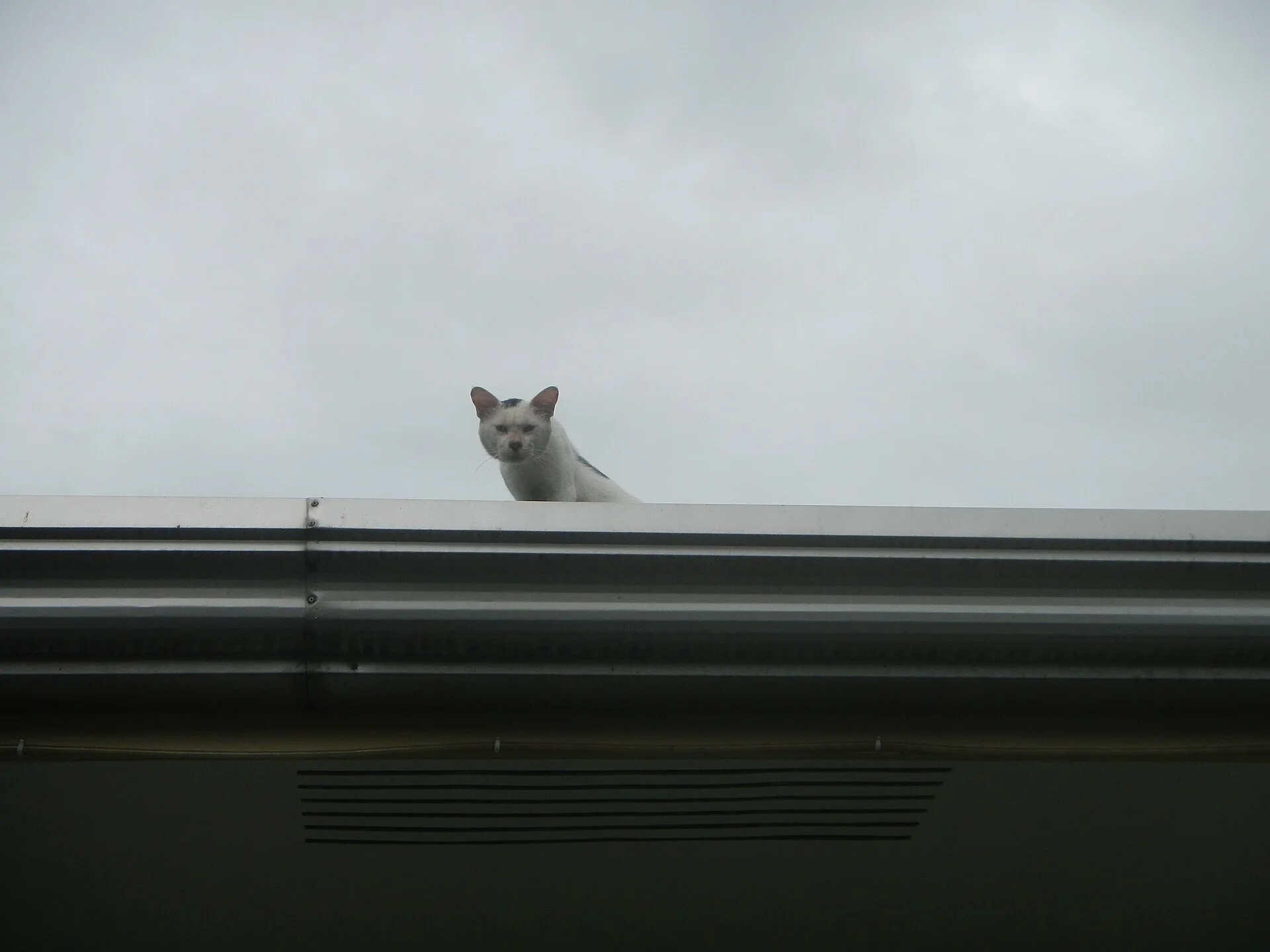 Cats on roof Category:Sitios and puroks of the Philippines Subdivisions of the Philippines Barangay Poblacion 14°57'17"N, ein Katze-Foto auf Pictures of Cat