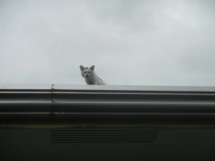 A pale cat looking over the edge of a roof · Cat photo — Pictures of Cat