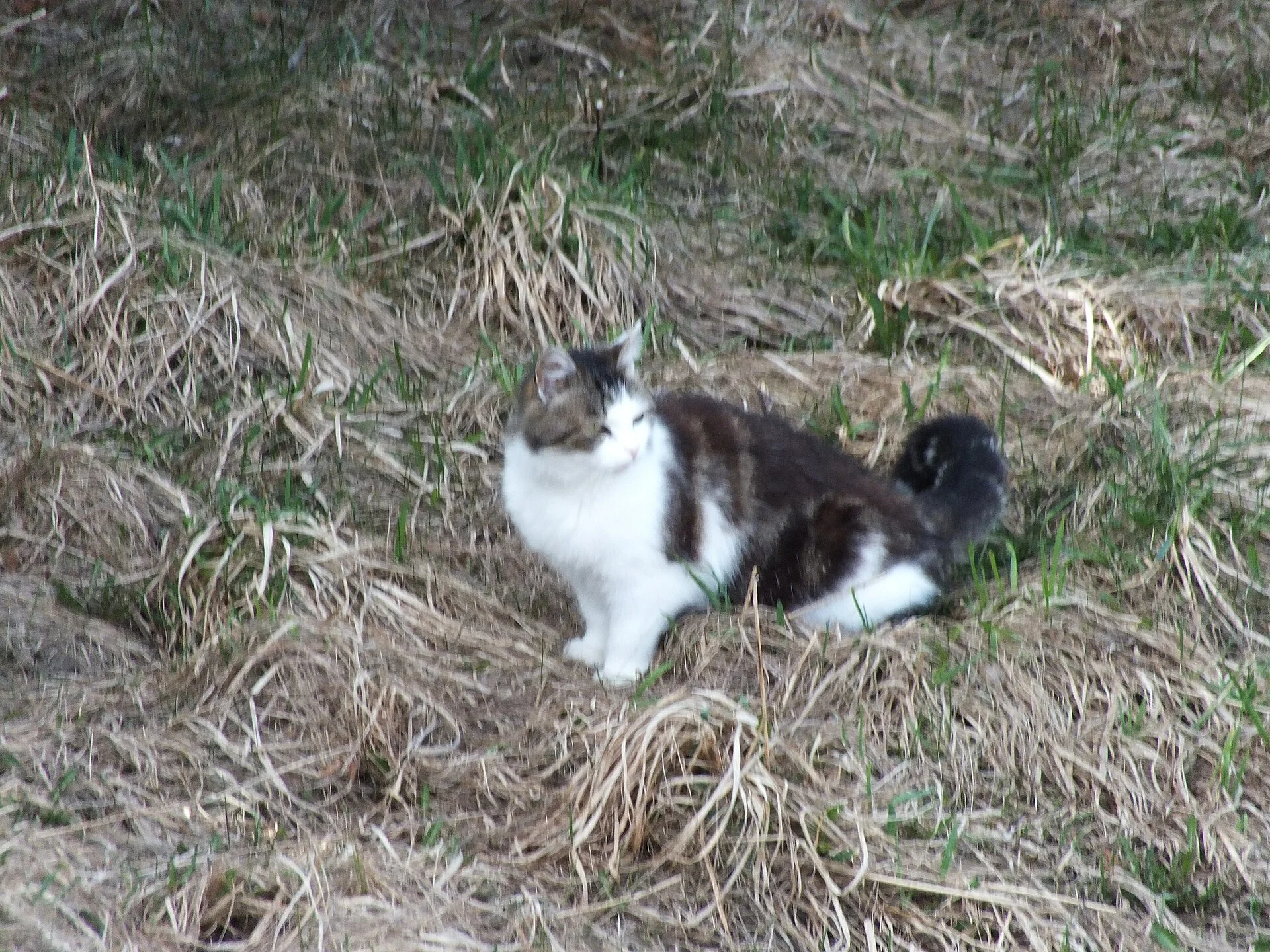 DSCF3049, una foto de gato en Pictures of Cat