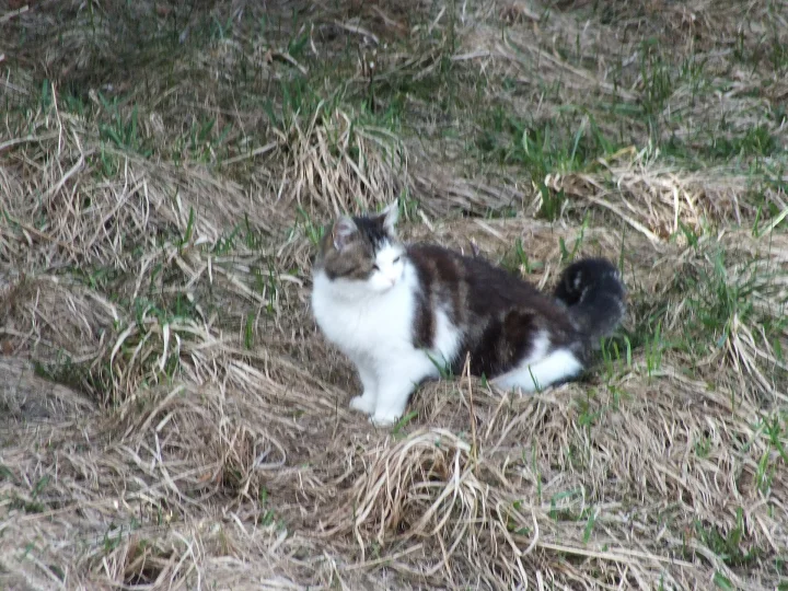 Black and white cat sitting among dry grass · Cat photo — Pictures of Cat