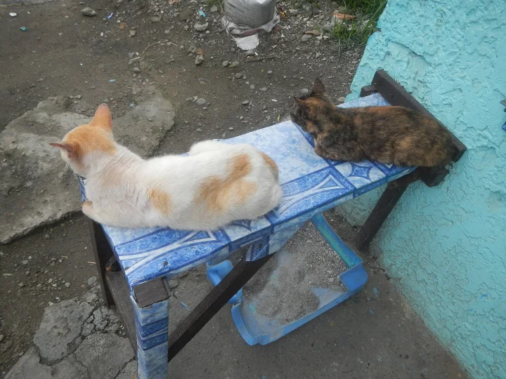 Two cats resting on a narrow blue tiled bench · Cat photo — Pictures of Cat