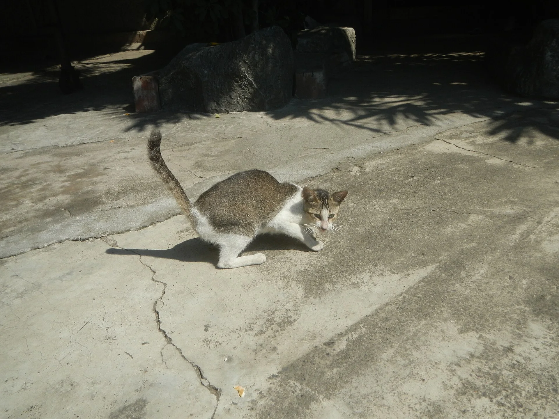 Photos taken during the 2020 coronavirus pandemic in Baliuag, Bulacan Timeline of the 2020 coronavirus pandemic in the P, ein Katze-Foto auf Pictures of Cat