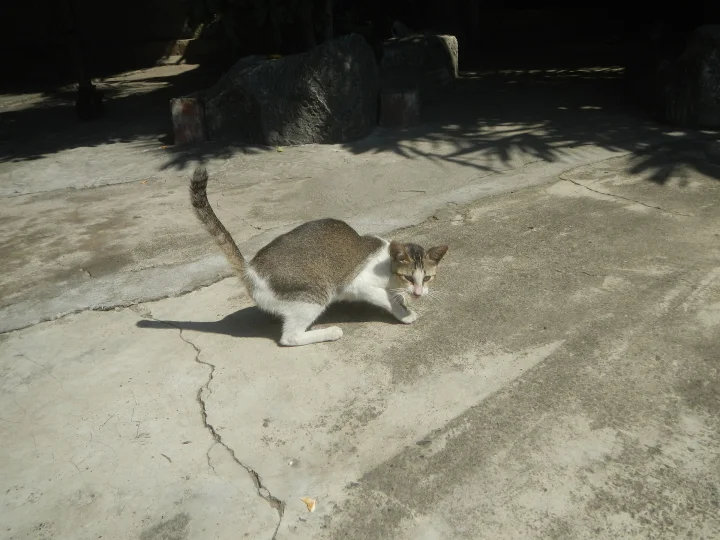 A gray and white cat walking over cracked pavement · Cat photo — Pictures of Cat