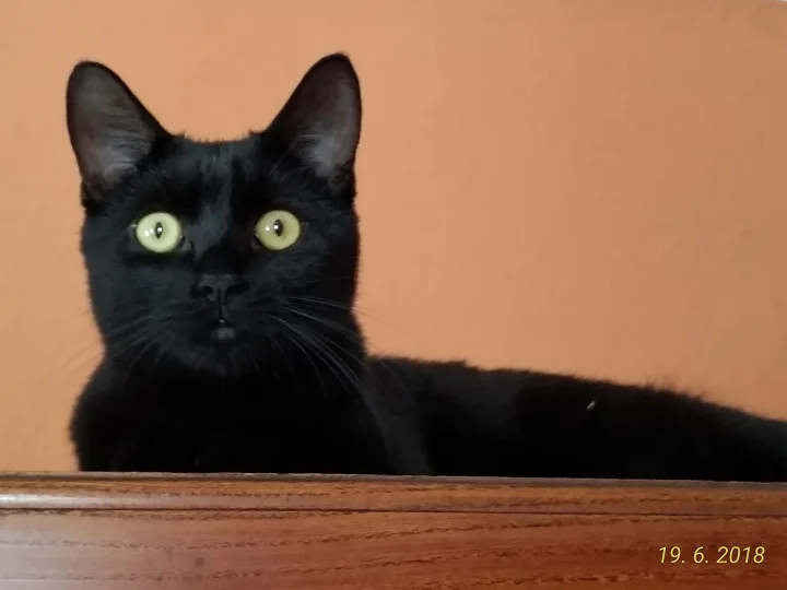 Black cat peering over a wooden ledge · Cat photo — Pictures of Cat
