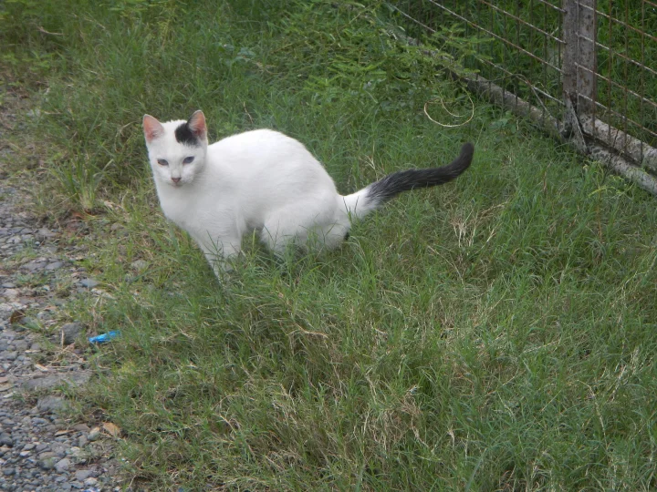 White cat with dark markings sitting on grass · Cat photo — Pictures of Cat