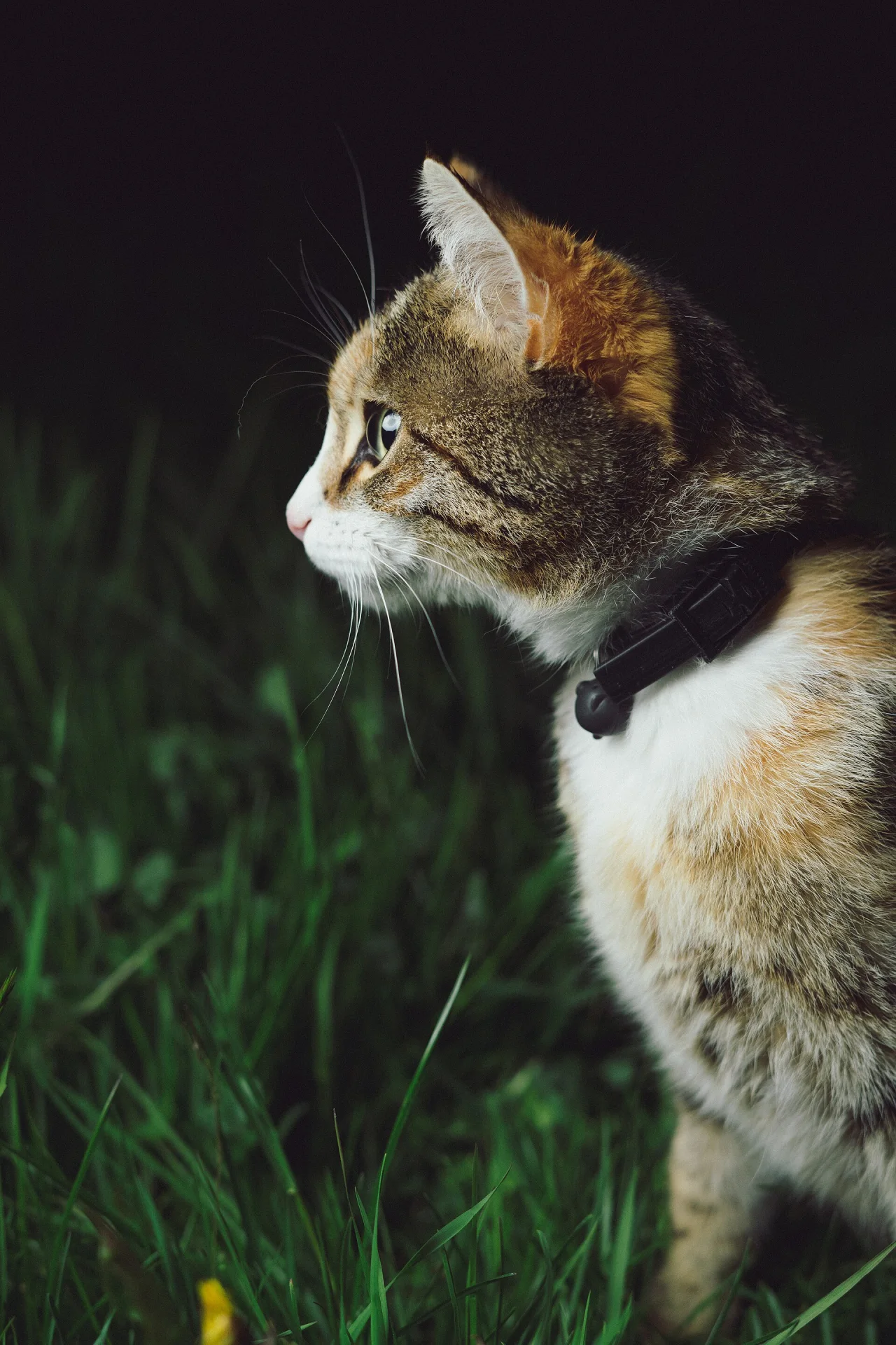 Pictures of Cat上的猫照片：Raphael Schaller 2017-04-10