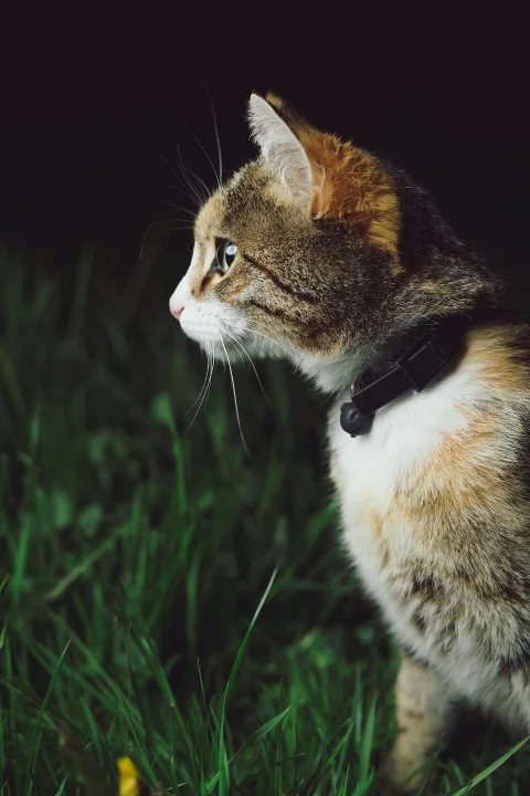 Calico cat standing in grass against a dark background · Cat photo — Pictures of Cat