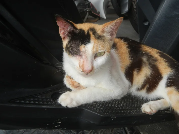 Calico cat resting on a dark vehicle floor mat · Cat photo — Pictures of Cat