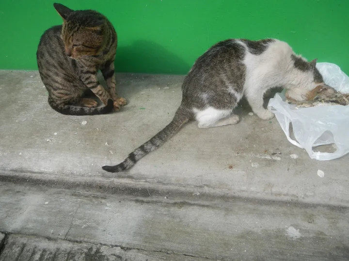 Two cats on concrete beside a white plastic bag · Cat photo — Pictures of Cat