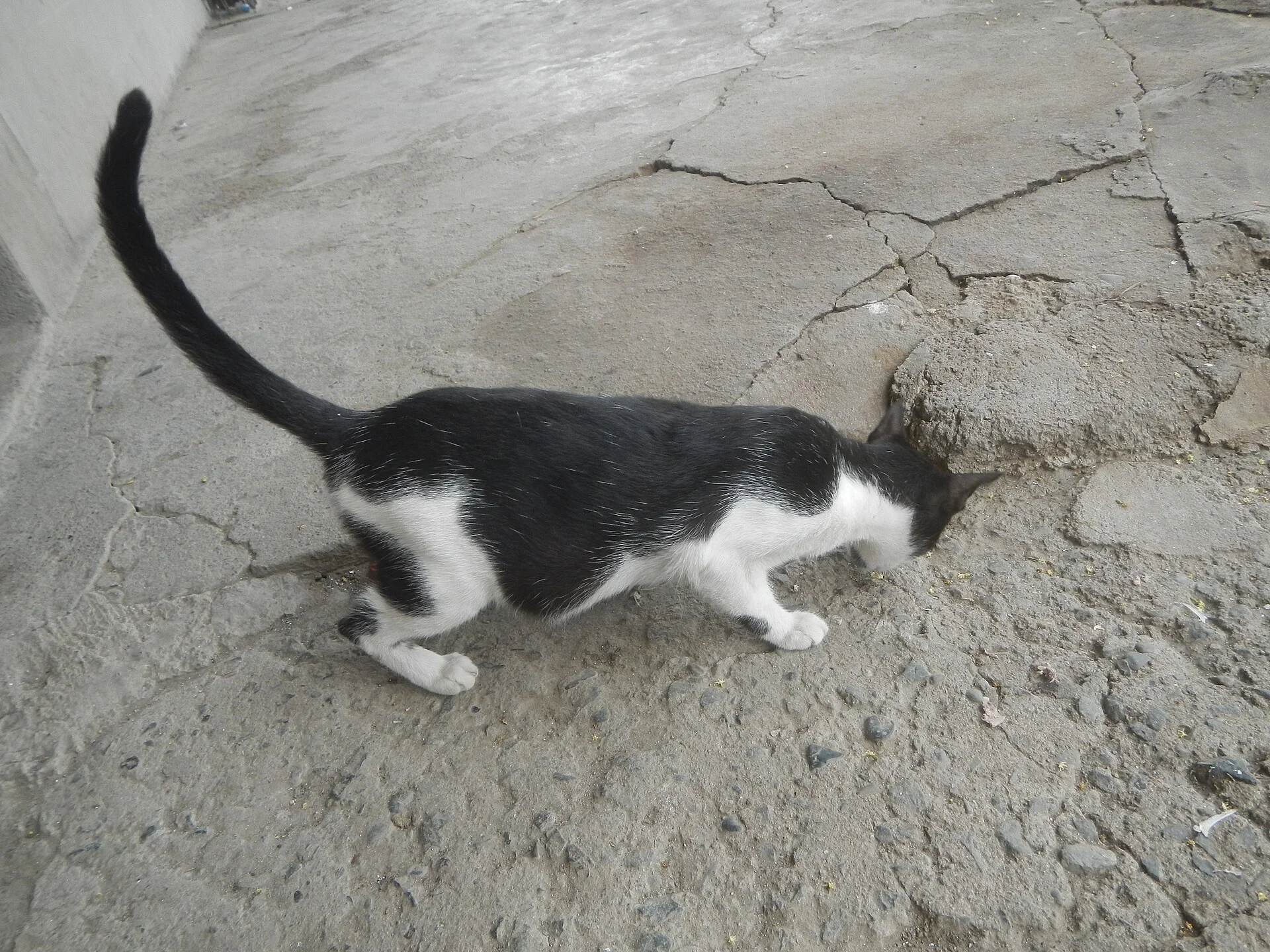 Photos taken during the 2020 coronavirus pandemic in Baliuag, Bulacan Timeline of the 2020 coronavirus pandemic in the P, une photo de chat sur Pictures of Cat
