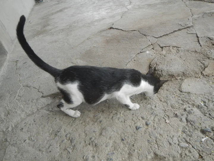 Black and white cat walking over cracked concrete · Cat photo — Pictures of Cat