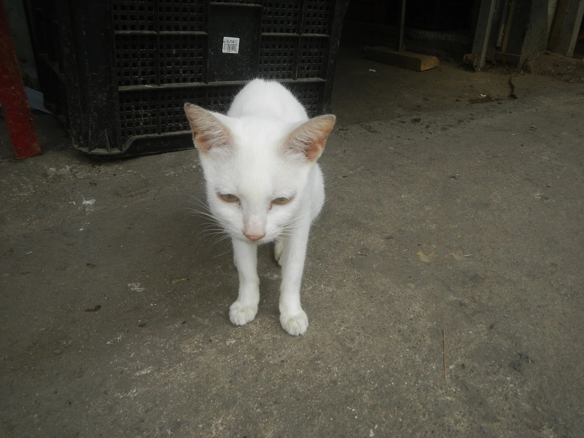 Baliuag, Bulacan Town Proper Poblacion, una foto de gato en Pictures of Cat