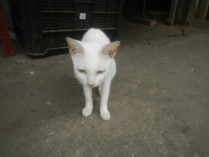 A white cat standing on concrete beside stacked crates · Cat photo — Pictures of Cat
