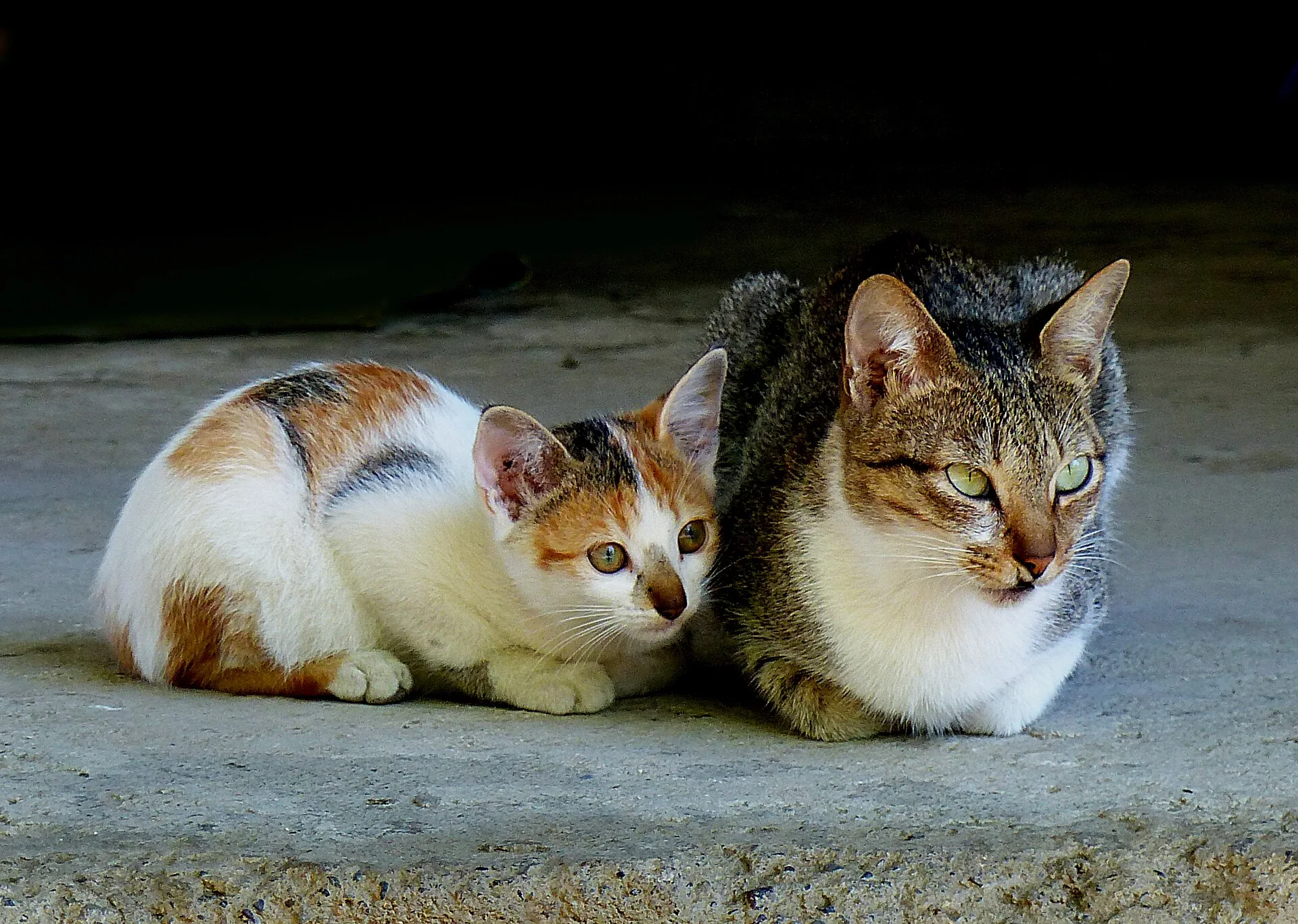 Pictures of Cat의 고양이 사진, Stray cats can be a problem for the whole community, especially if they're not spayed or neutered.
