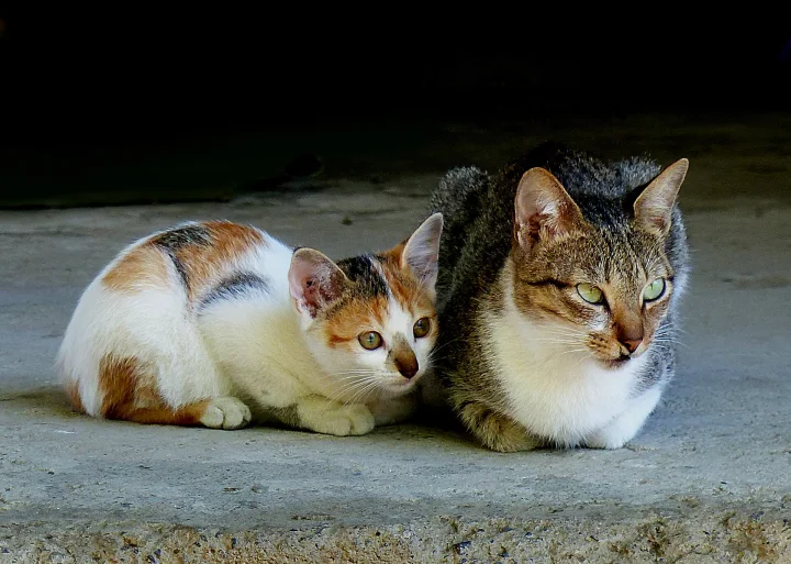 Two cats resting close together on a concrete surface · Cat photo — Pictures of Cat