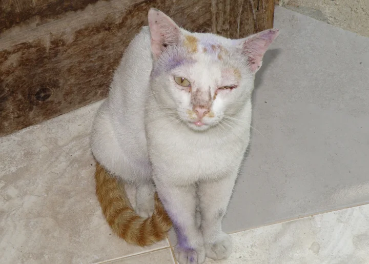 White cat with an orange tail sitting on tiles · Cat photo — Pictures of Cat