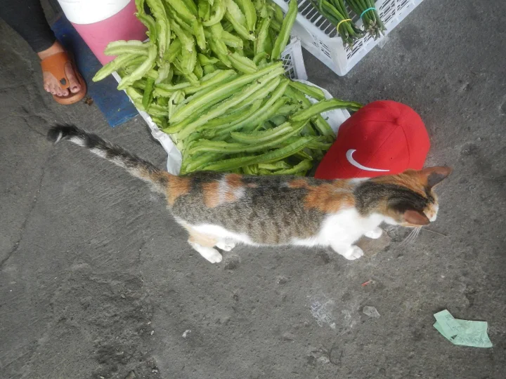 A calico cat beside a basket of green beans · Cat photo — Pictures of Cat