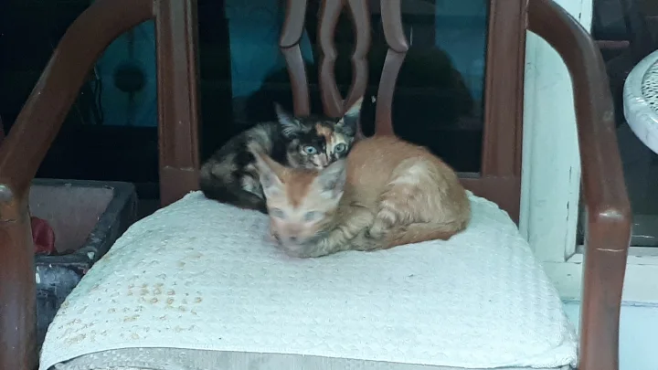 Two cats resting together on a wooden chair · Cat photo — Pictures of Cat