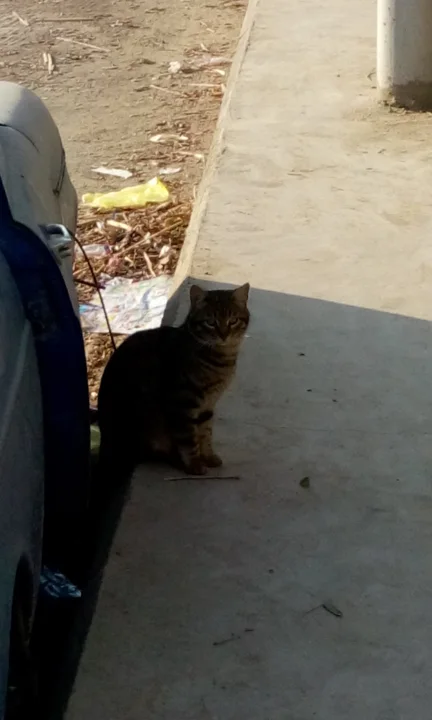 Dark tabby sitting in shade beside a vehicle · Cat photo — Pictures of Cat
