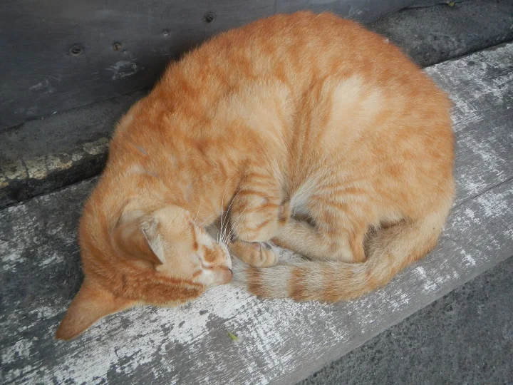 Orange tabby curled on a stone ledge · Cat photo — Pictures of Cat