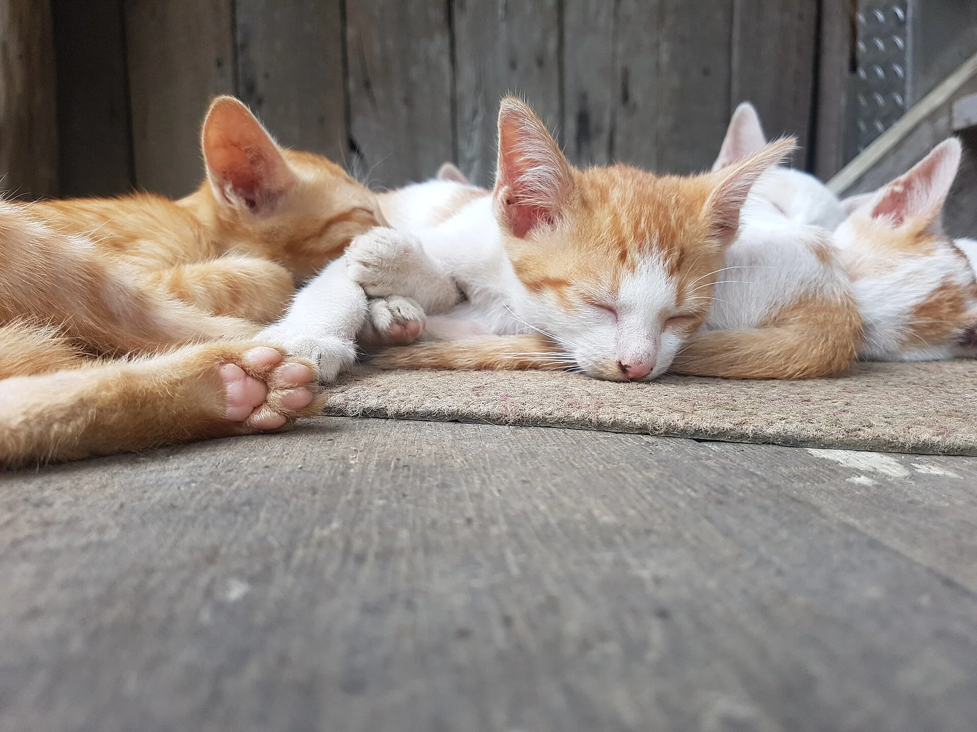 Kitties in Chiang Mai Province, Thailand., ein Katze-Foto auf Pictures of Cat