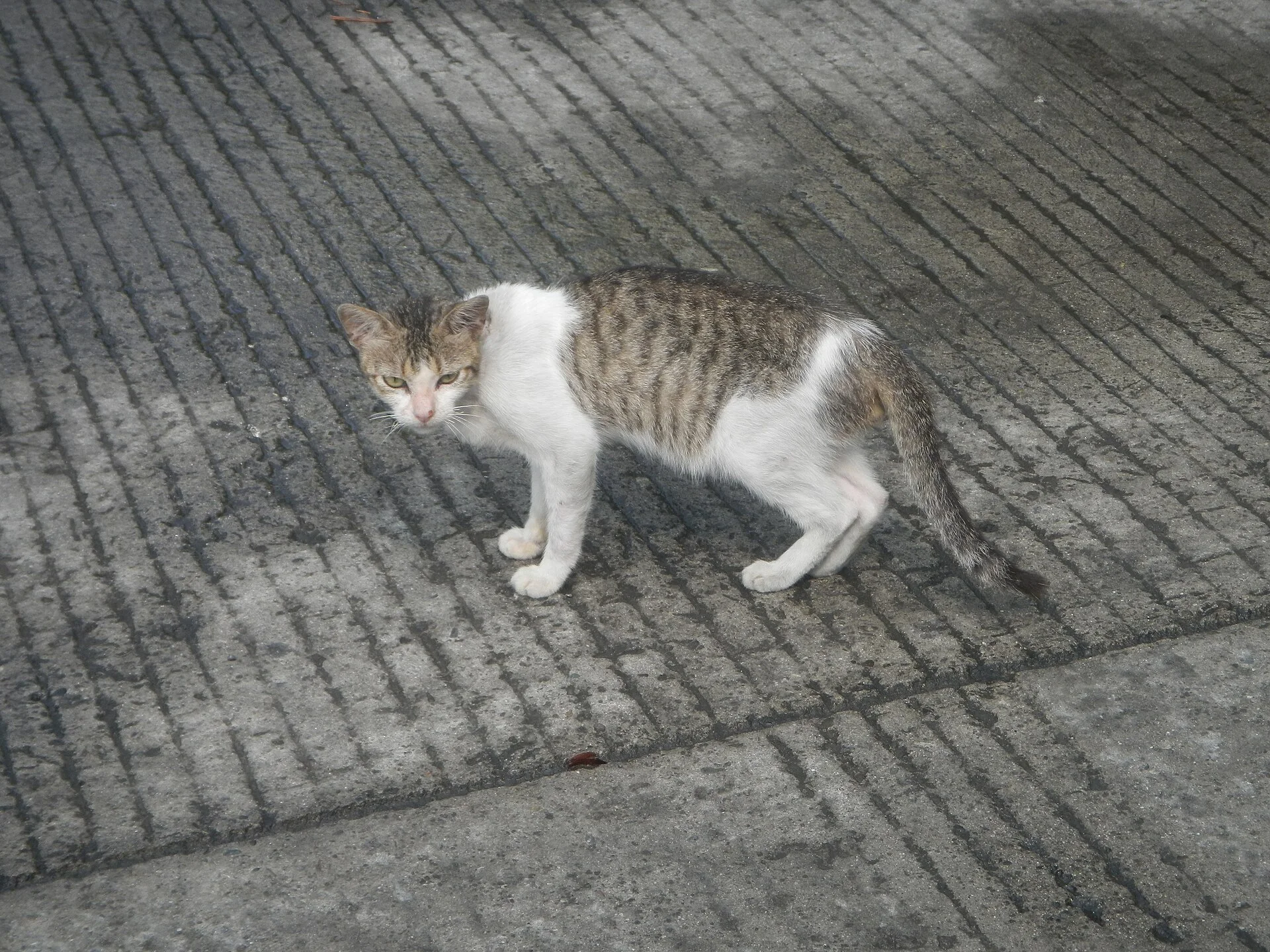 Photos taken during the 2020 coronavirus pandemic in Baliuag, Bulacan Timeline of the 2020 coronavirus pandemic in the P, ein Katze-Foto auf Pictures of Cat