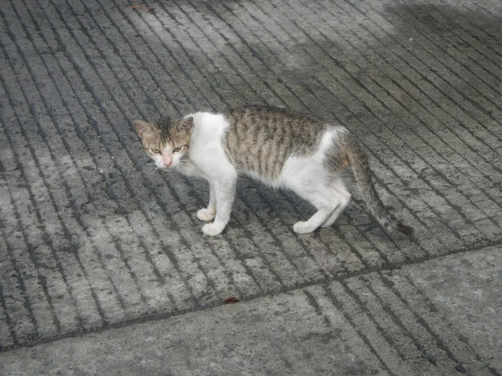 White and gray cat standing on grooved concrete · Cat photo — Pictures of Cat