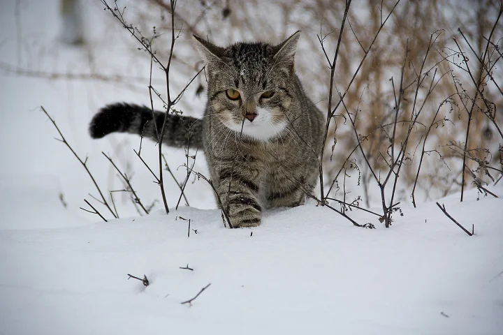 Tabby walking through snow beside bare branches · Cat photo — Pictures of Cat
