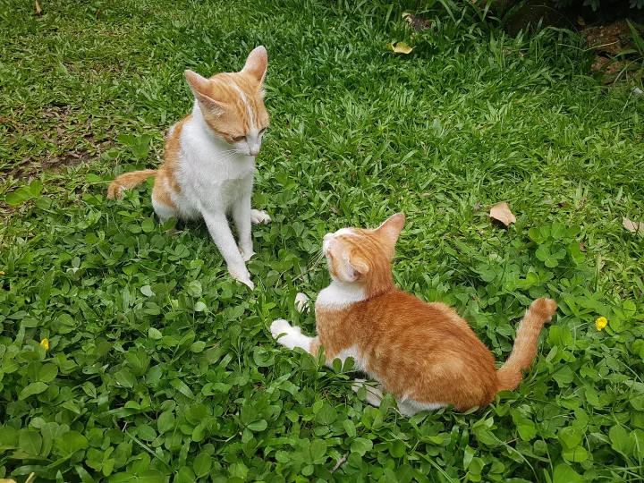 Two orange and white cats facing each other in clover · Cat photo — Pictures of Cat