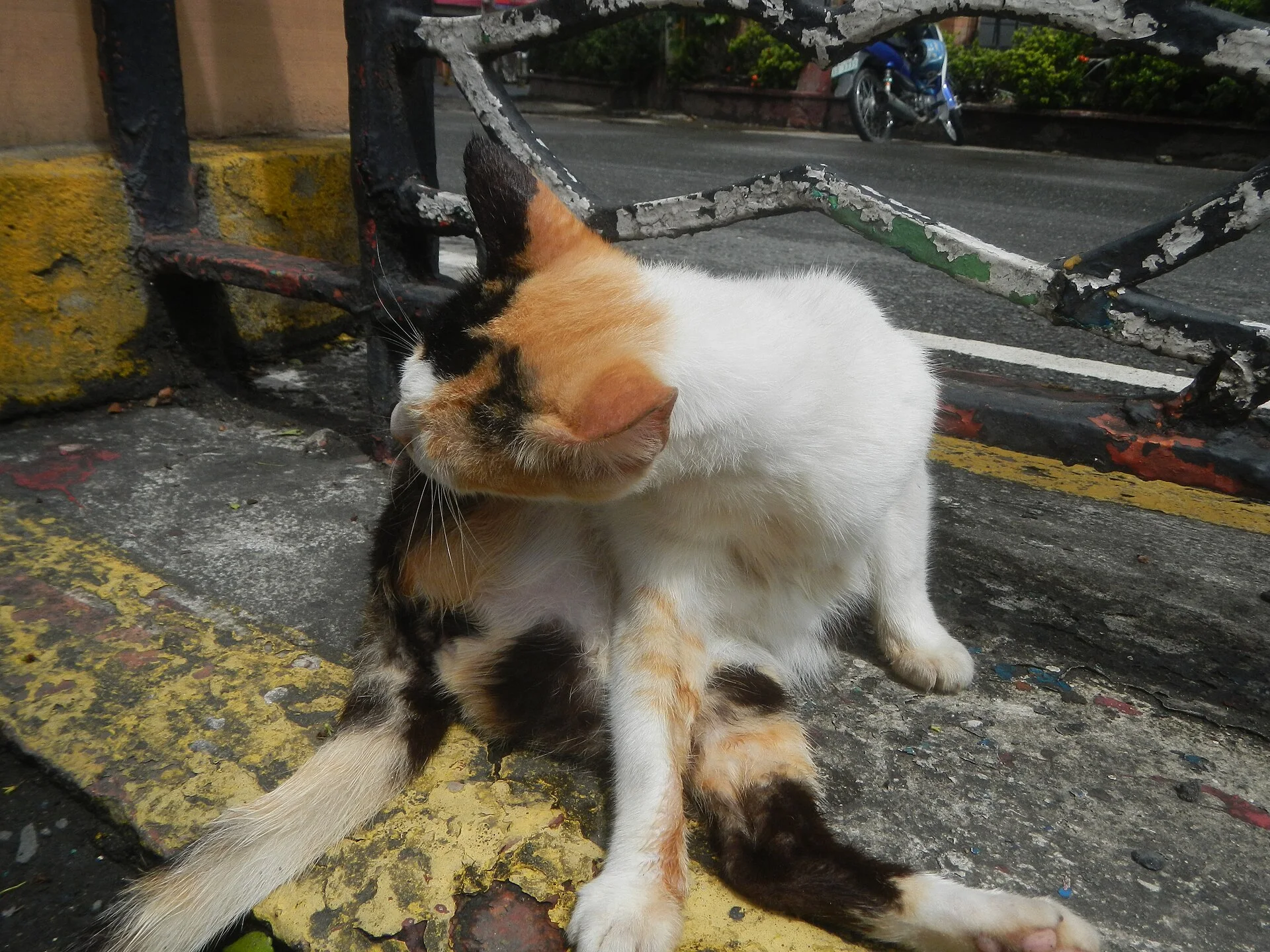 Photos taken during the 2020 coronavirus pandemic in Baliuag, Bulacan Modified Enhanced Community Quarantine in Baliuag,, ein Katze-Foto auf Pictures of Cat