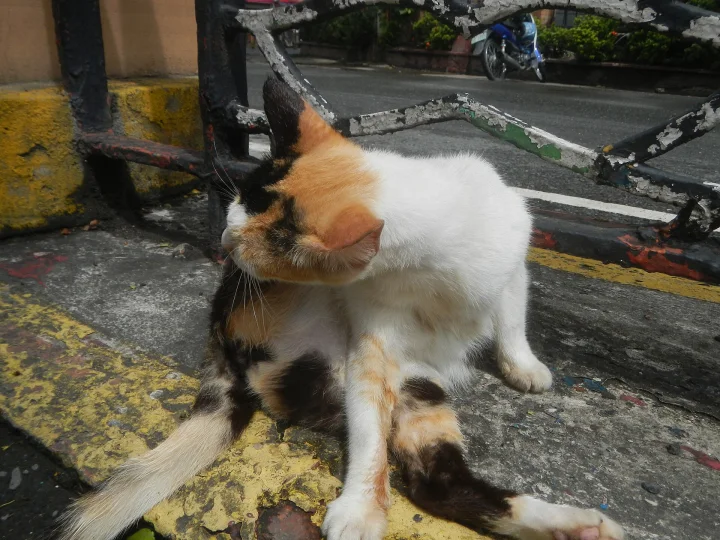 Calico cat sitting on a worn yellow and black curb · Cat photo — Pictures of Cat