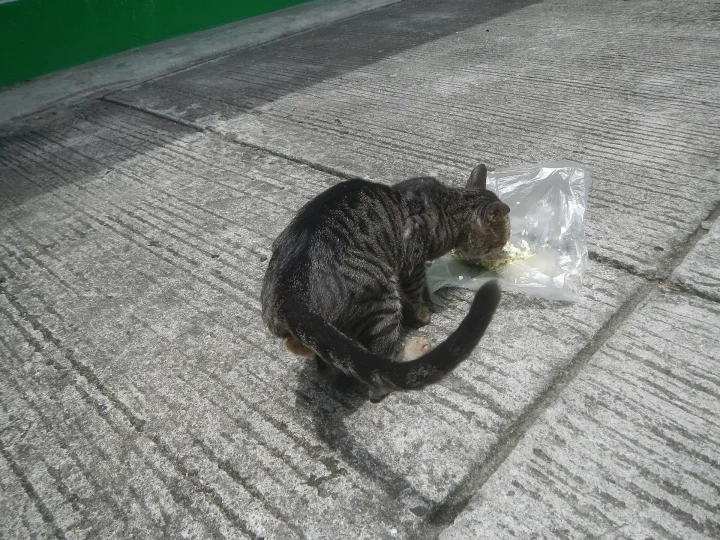 Tabby curled beside a clear plastic bag · Cat photo — Pictures of Cat
