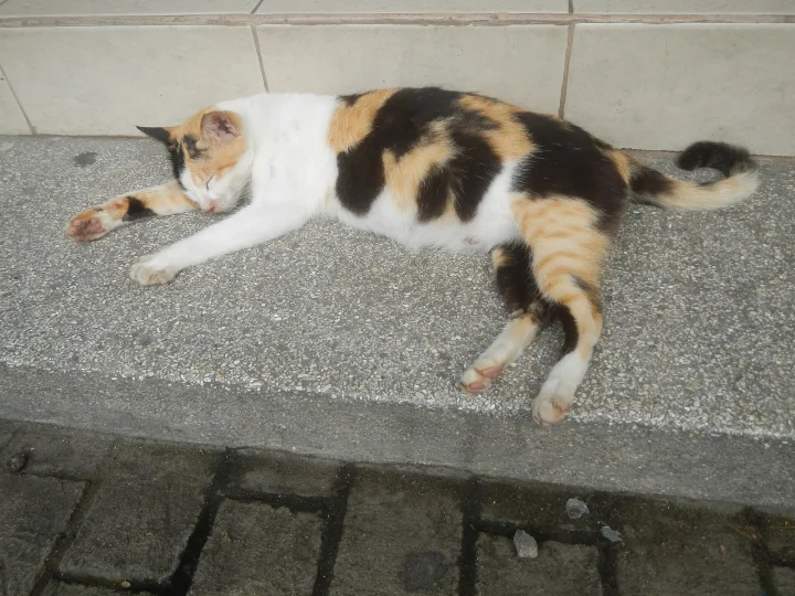 Calico cat lying across a gray stone bench · Cat photo — Pictures of Cat