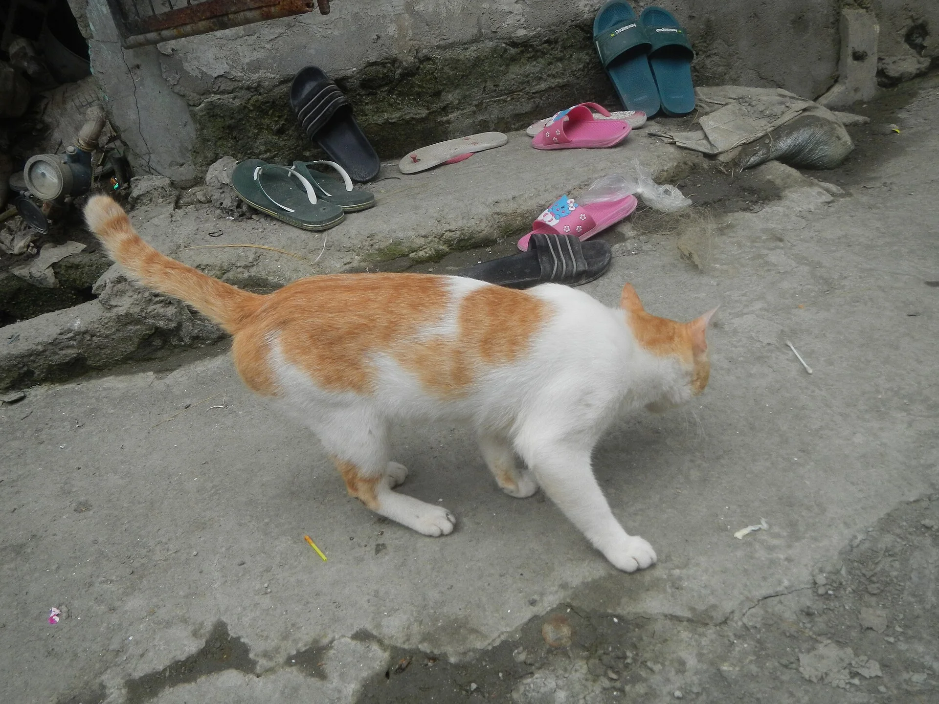 Pictures of Cat上的猫照片：Overcast in sitios, puroks and villages of Tibaguin island 2020