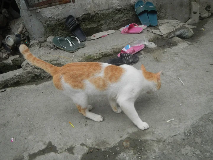 Orange and white cat walking past shoes on concrete · Cat photo — Pictures of Cat