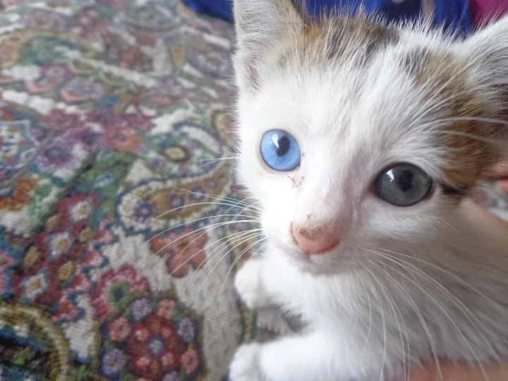 Close-up of a white kitten with brown head markings · Cat photo — Pictures of Cat