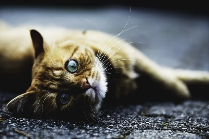Tabby lying on its side on a dark textured surface · Cat photo — Pictures of Cat