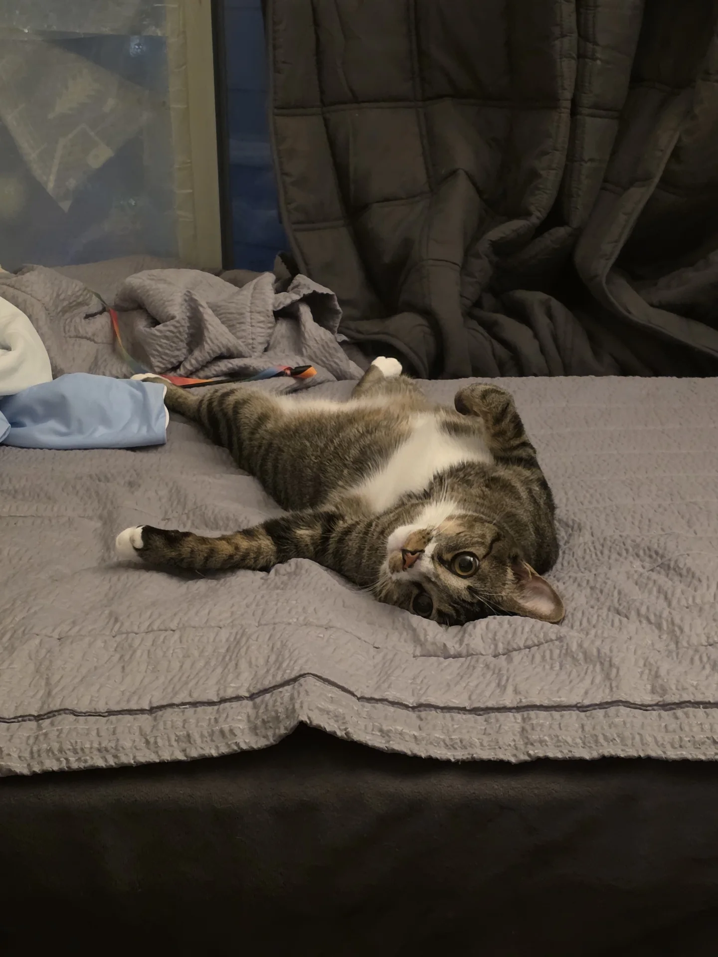 Tabby stretched on its back on gray bedding · Cat photo — Pictures of Cat