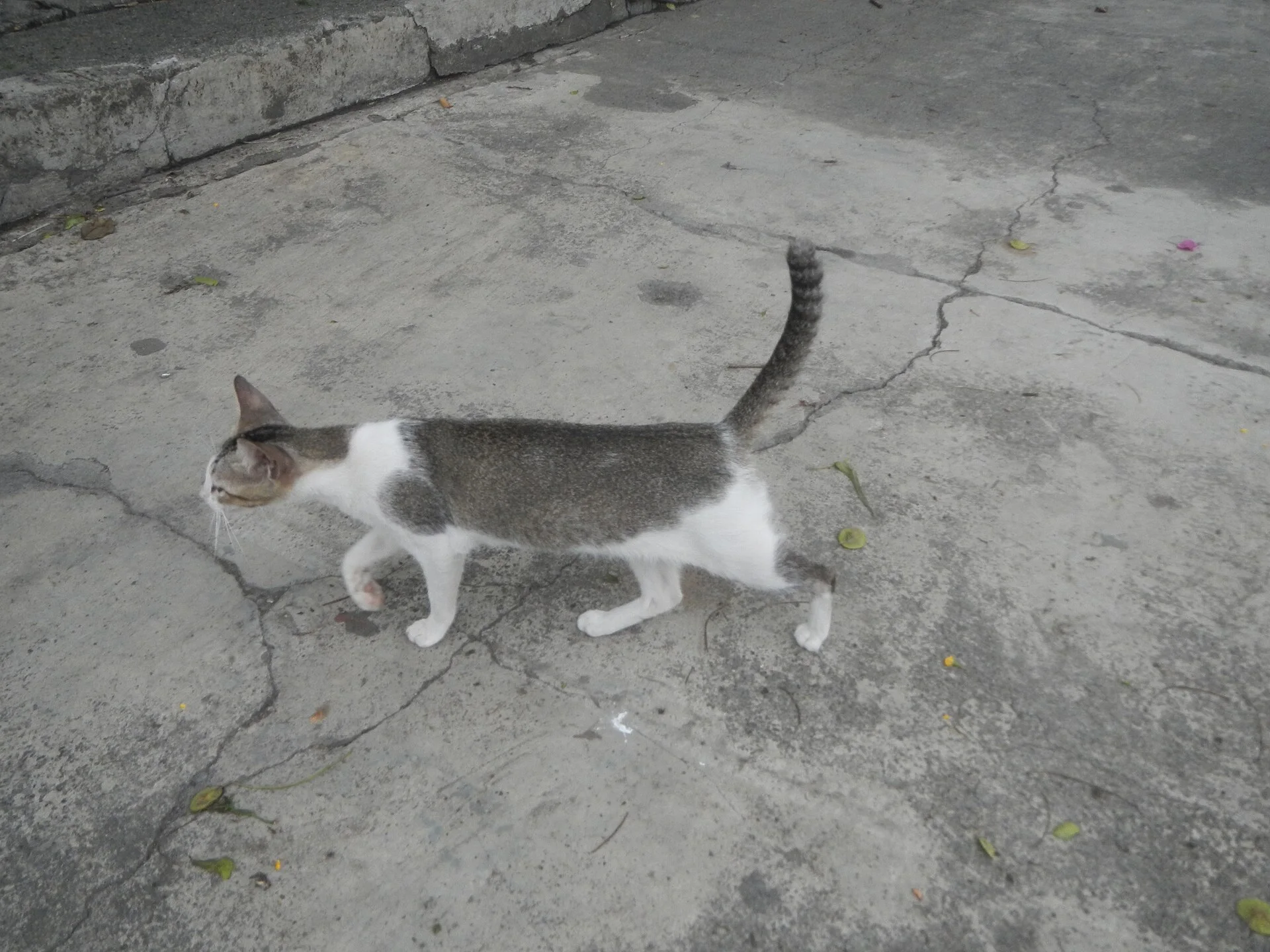 Photos taken during the 2020 coronavirus pandemic in Baliuag, Bulacan Timeline of the 2020 coronavirus pandemic in the P, ein Katze-Foto auf Pictures of Cat