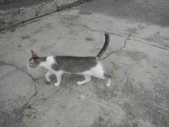 A gray and white cat walking across a concrete sidewalk · Cat photo — Pictures of Cat