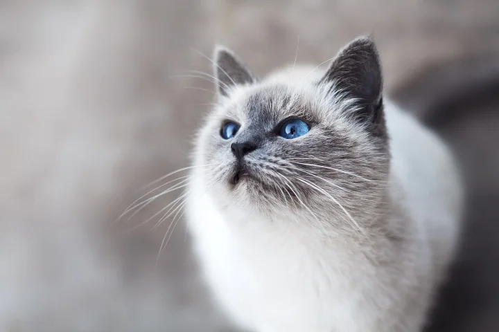 Pale cat with blue eyes and gray face markings looking upward · Cat photo — Pictures of Cat