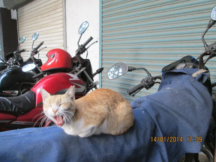 An orange and white cat on a dark cushion beside motorcycles · Cat photo — Pictures of Cat